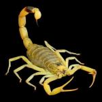 The Scorpion Network (BlackList)
